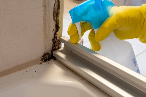 Best White Mold Remediation in Griffith, IN