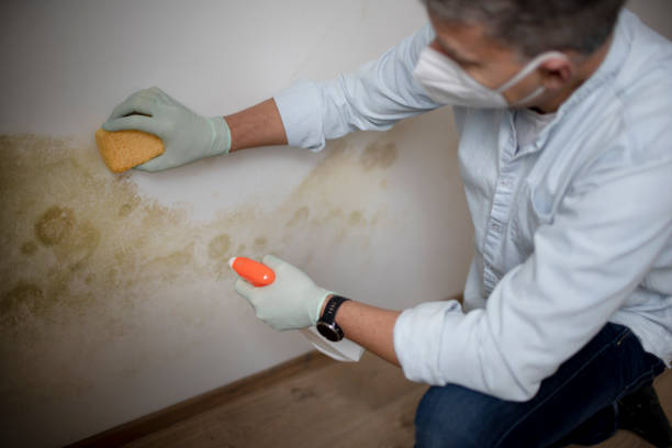 Best DIY Mold Remediation Support Services in Griffith, IN