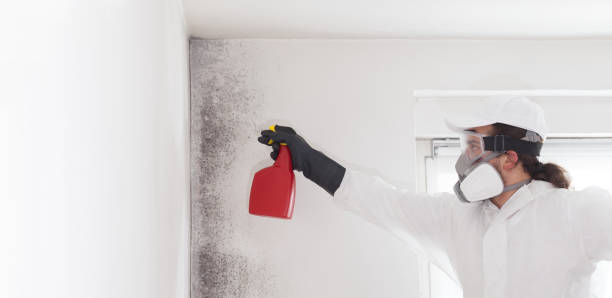 Best DIY Mold Remediation Support Services in Griffith, IN