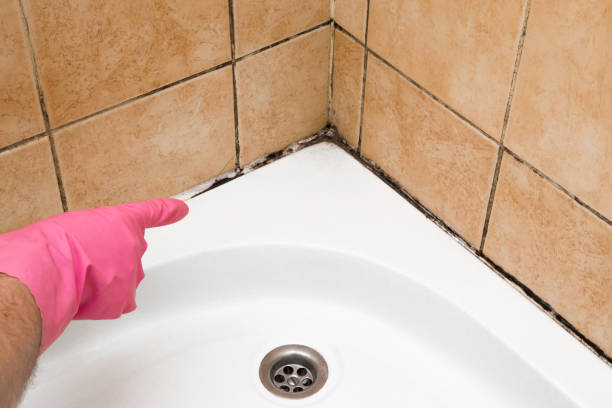 Best Residential Mold Remediation in Griffith, IN